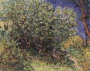 Vincent Van Gogh The Bush painting